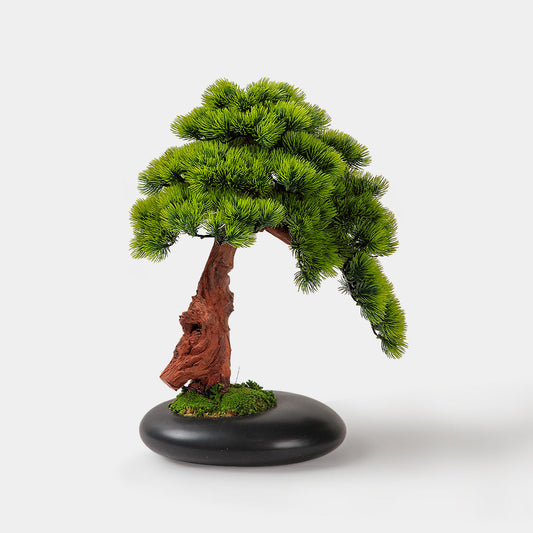 Aichi Bonsai