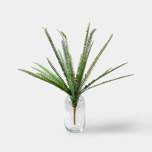 Flourish Boston Fern